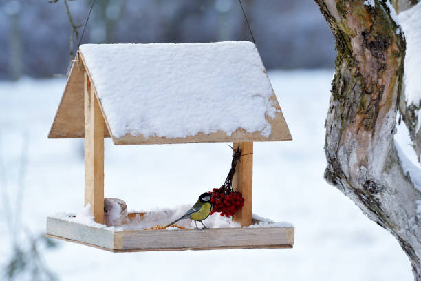 istock Blue tit eating from garden bird feeder 941145818