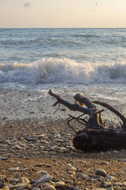 istock driftwood, washed up by the sea on a pebble beach, waves with foam 941148588