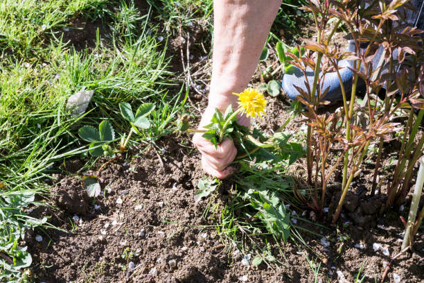 mujer manos saca las malas hierbas del jardín de la tierra - arrastrar fotografías e imágenes de stock