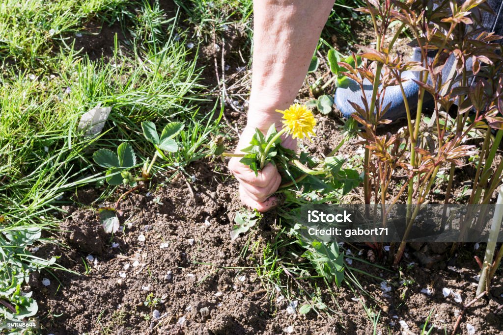 Female Hands Pull Out Weeds From Ground Garden Female Hands Pull Out Weeds From Ground Garden. Weeding Weeds. Struggle Weeds Close Up. Weeding Stock Photo