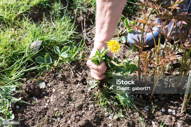 Female Hands Pull Out Weeds From Ground Garden Stock Photo - Download Image Now - Weeding, Uncultivated, Pulling