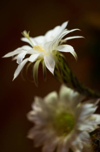 istock Cactus echinopsis tubiflora 941149094