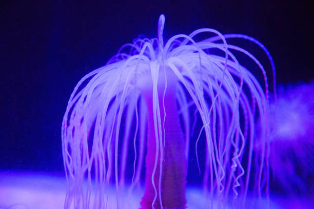 istock South Africa: Tube Anemone 941151772