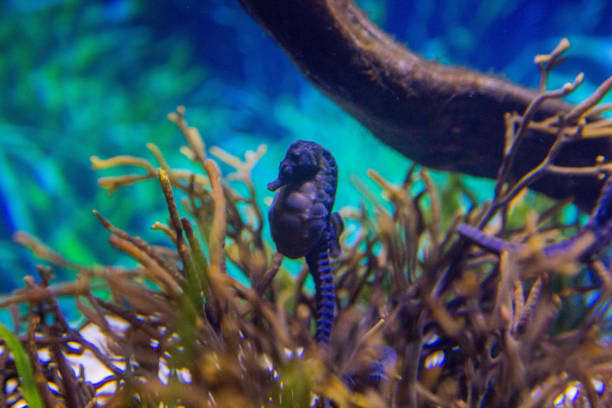underwater life where the fish of the sea are observed