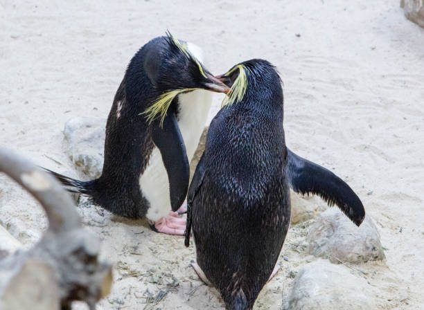 istock South Africa: Northern rockhopper penguin 941152794