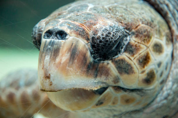 30+ Loggerhead free images