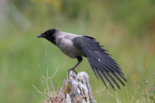 istock Grey crow , hooded crow, Corvus corone cornix Norway 941159964