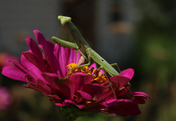 istock Praying Mantis, Queen of the Insect Predators 941160106