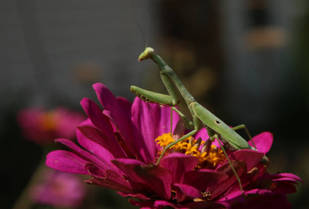 istock Praying Mantis, Queen of the Insect Predators 941160114