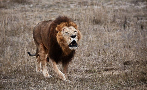 istock Beautiful Lion Caesar in the savanna. lion's roar. scorched grass 941160294