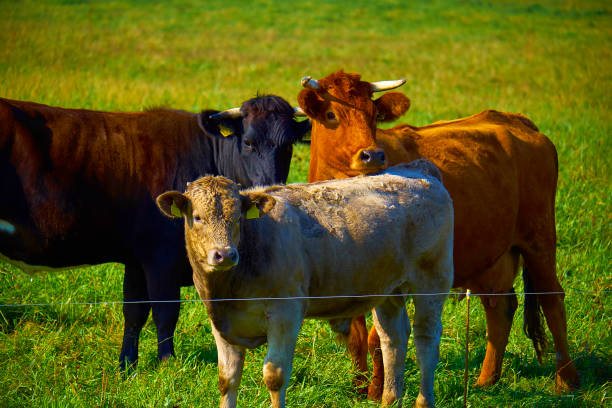 istock Herd of cows grazing on a green meadow 941160416