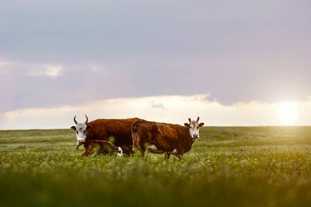 istock Cow and calf in a meadow, grazing 941160542