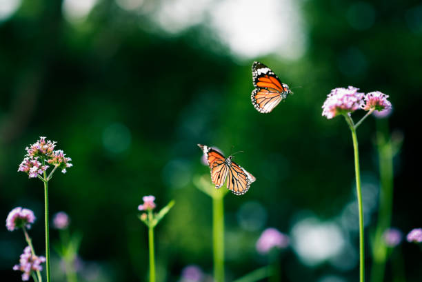 istock Summer nature view with butterflies fly in flowers 941163156