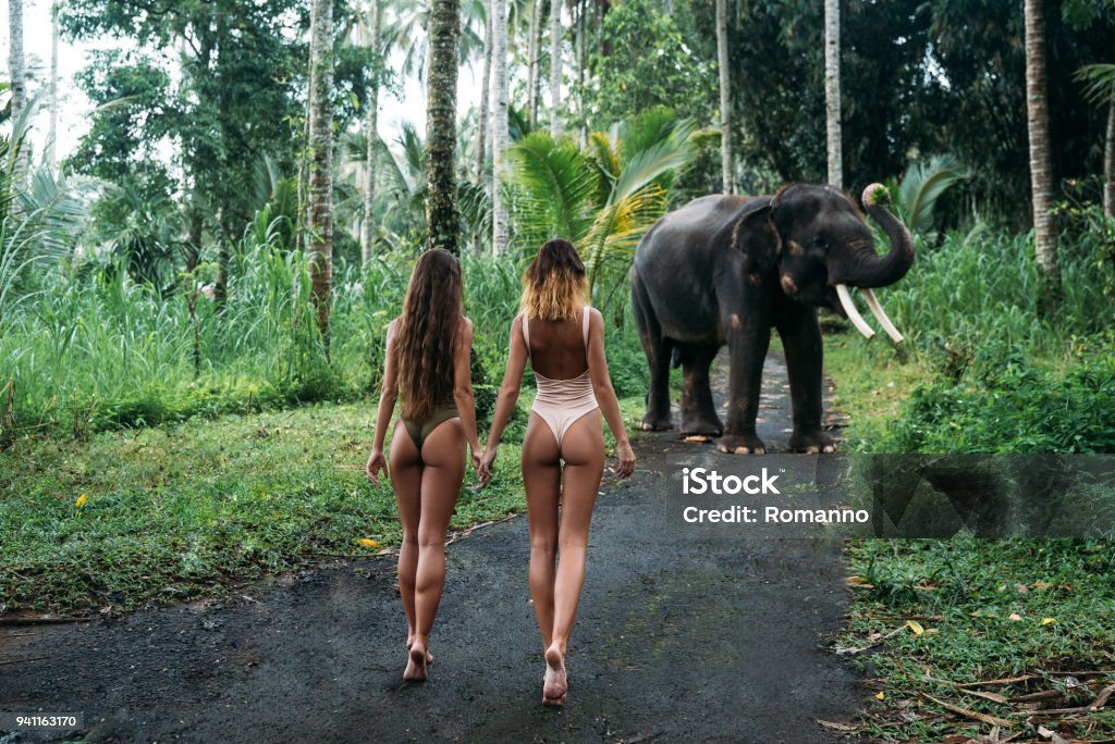 Due giovani donne tornano alla telecamera con il ass, elefante sullo sfondo vicino alla foresta. Bella modella ragazza con corpo in forma in posa in costume da bagno bianco e verde. Concetto di zoo, servizio fotografico tropicale - Foto stock royalty-free di Elefante