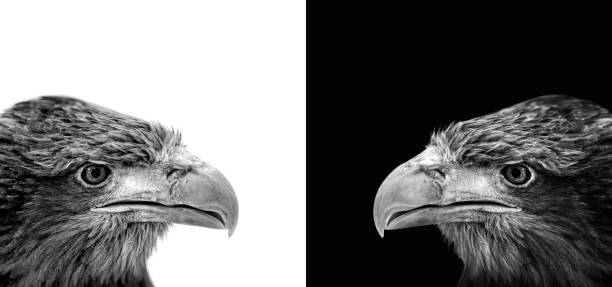 istock Portrait of eagle, White-tailed (Haliaeetus albicilla) 941163360