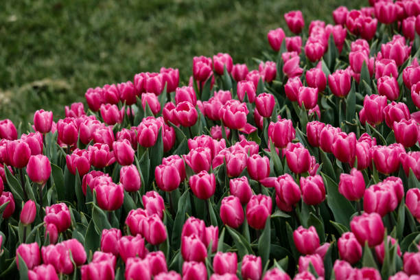 Colorful tulips at spring,in nature garden.