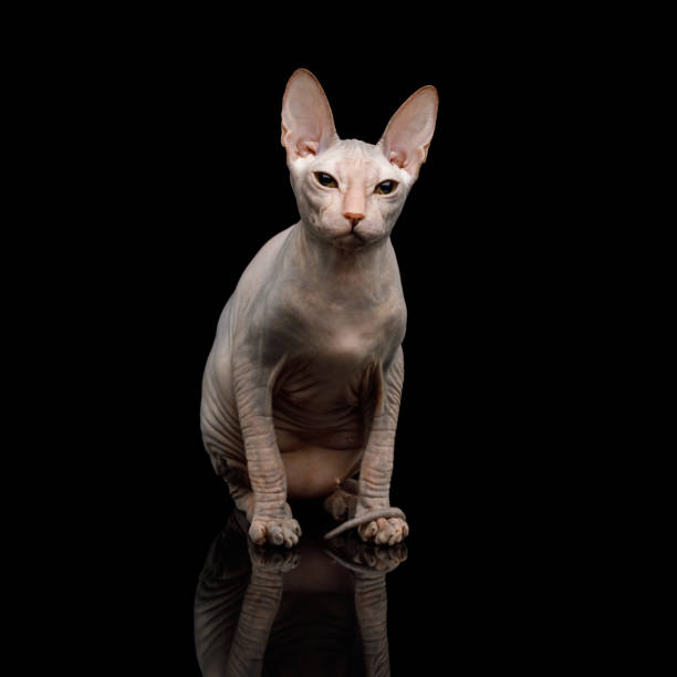 istock Pink Sphynx Cat Isolated on Black Background 941166328