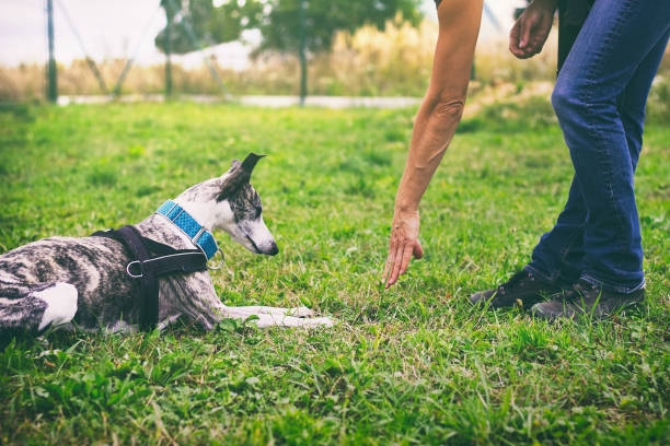 la donna sta adetando il suo cane per sdraiarsi - corso di addestramento foto e immagini stock