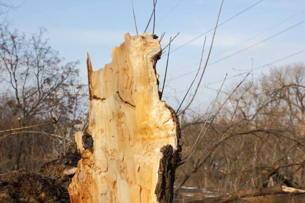 istock A broken tree after the storm, a wooden texture on a blurred background, environmental protection, cutting down trees in the forest, environmental problems, climate change 941167108