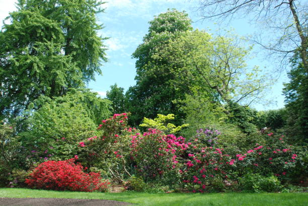 istock Beautiful spring foliage in a public park 941167234