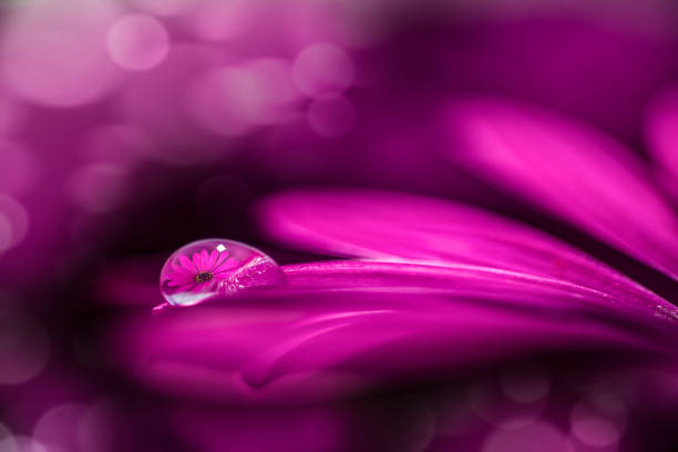 Flower falling on the ground in the rain
