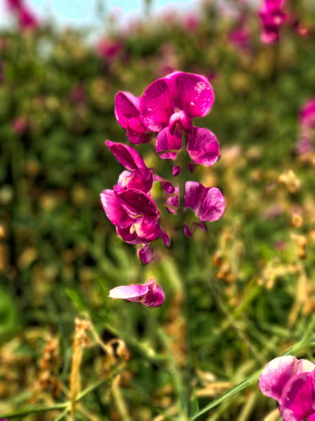 istock Amazing wild orchids on the beach 941167604