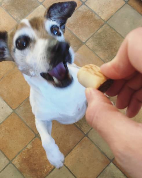 istock Training a Jack Russell Terrier dog with a treat biscuit 941167868