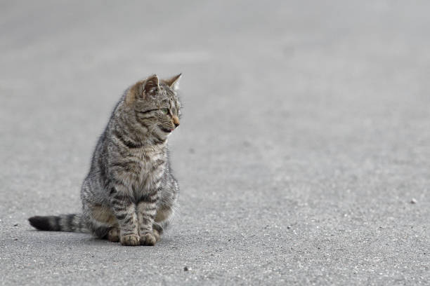 アスファルトの道路に毛むくじゃらの猫の肖像画 - 5597 ストックフォトと画像