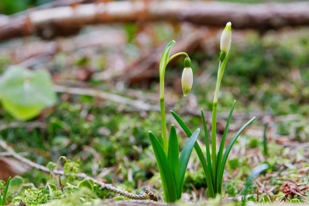 beautiful blooming of white spring snowflake flowers - 5600 imagens e fotografias de stock