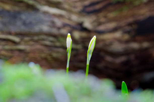 美しい雪の結晶の白い春の花の開花 - 5553 ストックフォトと画像