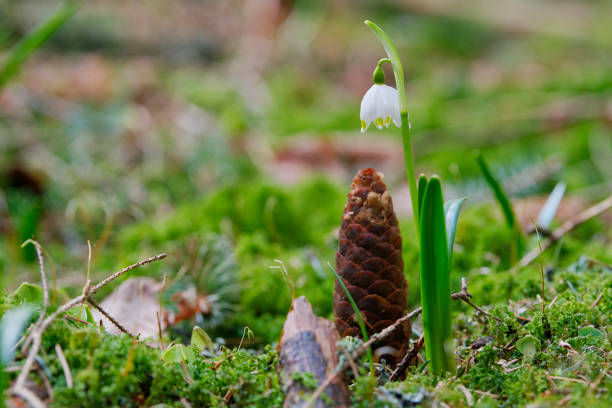 beautiful blooming of white spring snowflake flowers - 5599 imagens e fotografias de stock