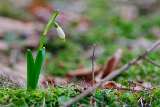 istock Beautiful blooming of White spring snowflake flowers 941170334