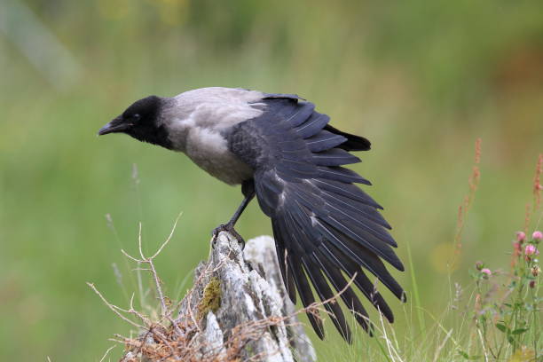istock Grey crow , hooded crow, Corvus corone cornix Norway 941170818