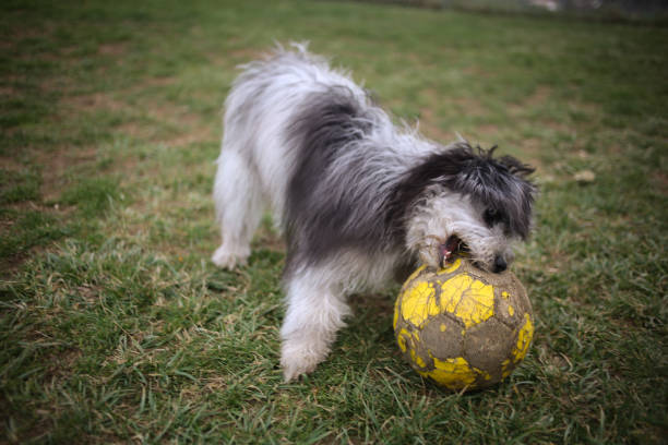 Jack Russell Terrier is running after tennis ball.