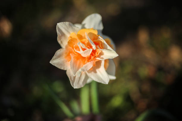 pink narcissus double daffodil flower