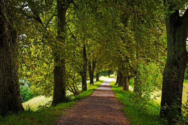 istock The track and the trees 941172730