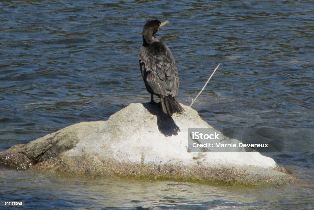 Cormorant on a rock A double-crested cormorant (Phalacrocorax auritus) perched on a rock in Arizona. Animal Stock Photo