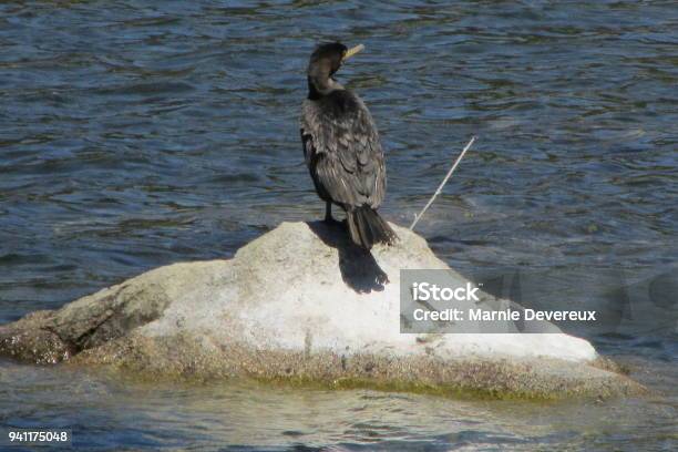 Cormorant On A Rock Stock Photo - Download Image Now - Animal, Animal Body Part, Animal Wildlife