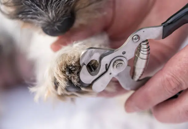 Photo of Claw cutting at the dog - grooming