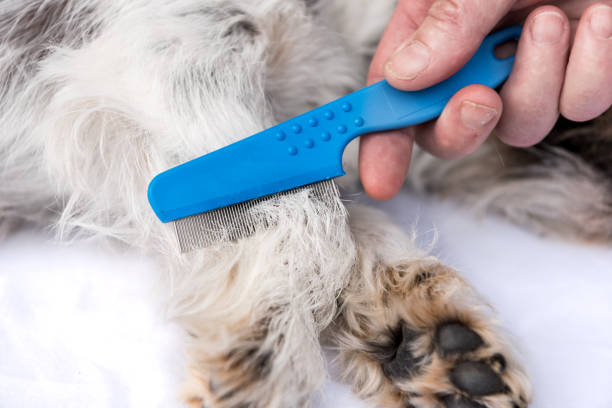 Dog examine for fleas with the flea comb - grooming stock photo