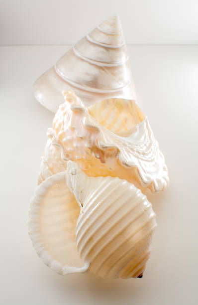 istock Beautiful tropical sea shells white pearly Trochus Tectus niloticus and Tonna shell isolated, close up 941180846