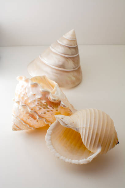 istock Beautiful tropical sea shells white pearly Trochus Tectus niloticus and Tonna shell isolated, close up 941180858