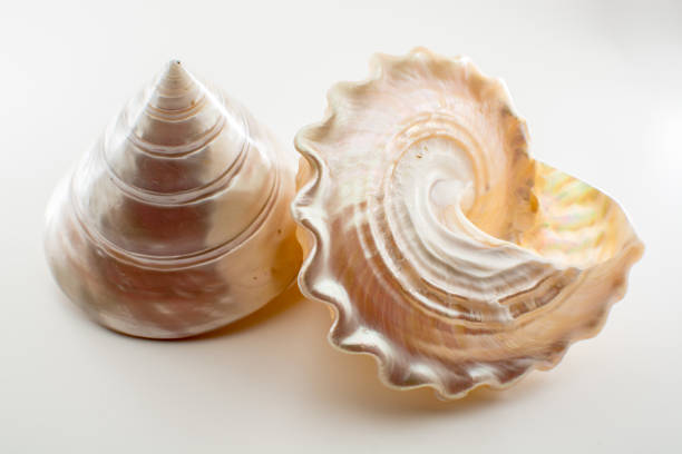 istock Beautiful tropical sea shells white pearly Trochus Tectus niloticus isolated, close up 941180890