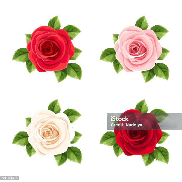 Ensemble De Roses Rouges Roses Et Blancs Illustration Vectorielle Vecteurs libres de droits et plus d'images vectorielles de Rose - Fleur