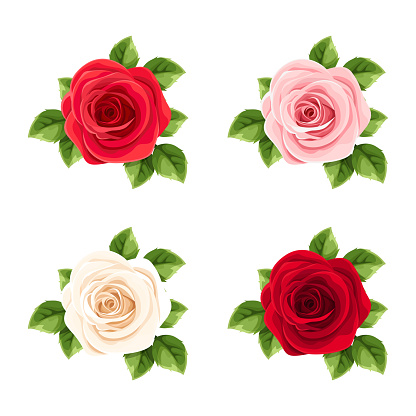 Vector set of red, pink and white roses isolated on a white background.