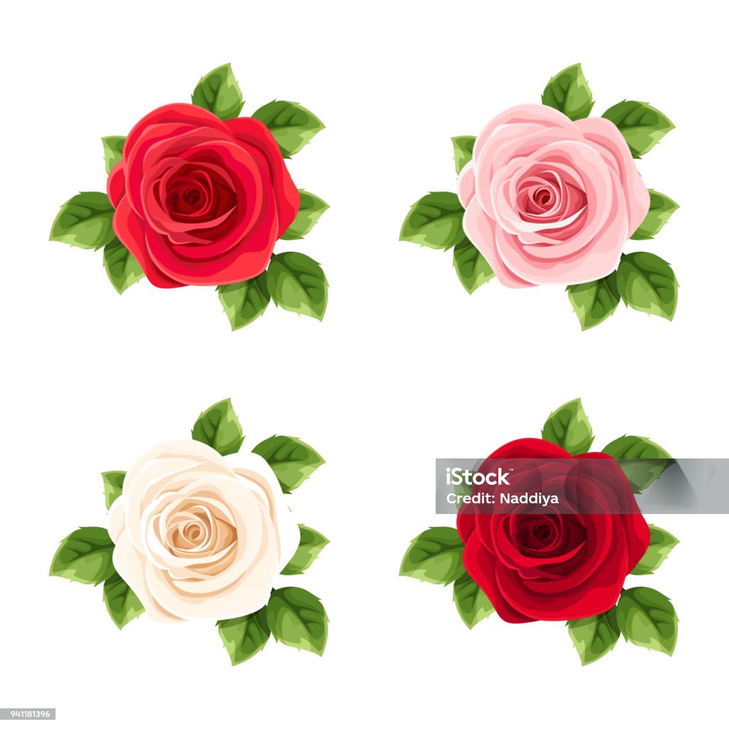 Set of red, pink and white roses. Vector illustration. Vector set of red, pink and white roses isolated on a white background. Rose - Flower stock vector