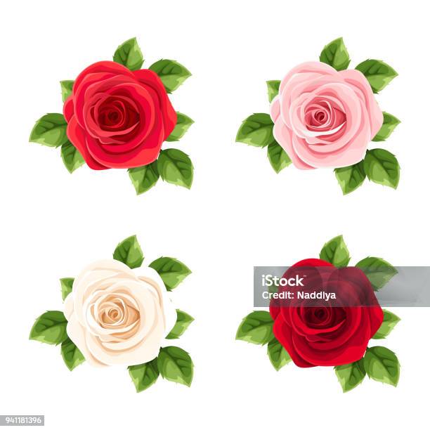 Set Of Red Pink And White Roses Vector Illustration Stock Illustration - Download Image Now