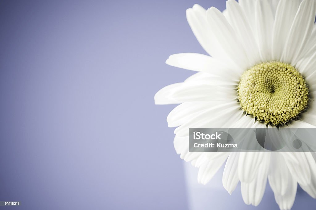 camomile  Beauty In Nature Stock Photo