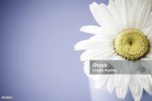 Camomile Stock Photo - Download Image Now - Beauty In Nature, Chamomile Plant, Close-up