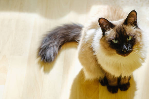 lindo gato balinés sentado cómodo en la luz del sol por la tarde gotea en la sala de estar. - balinese culture fotografías e imágenes de stock